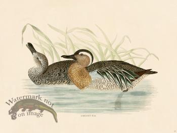 23 BGB GARGANEY TEAL